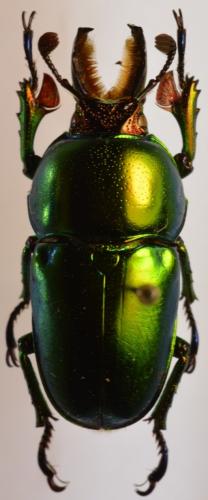 Lamprima aurata